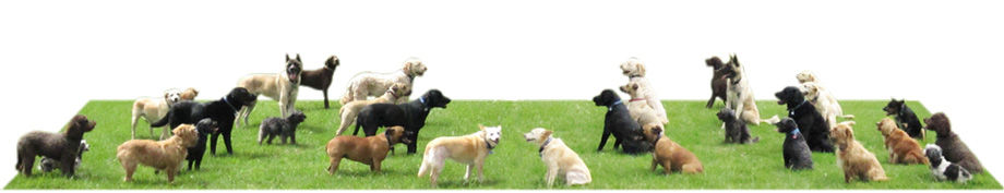 All of the dogs in a sit and stand Step-Away